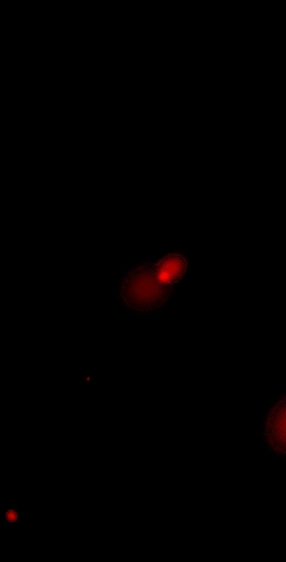 Tomahawk Angel Chapter 49 - Page 31